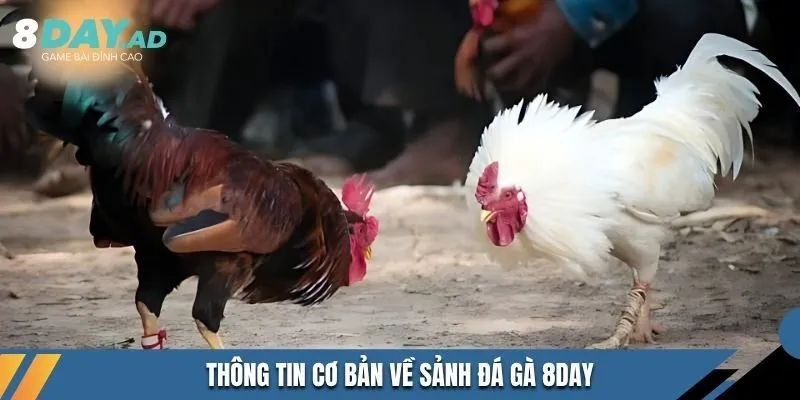 Thông tin cơ bản về sảnh đá gà 8DAY